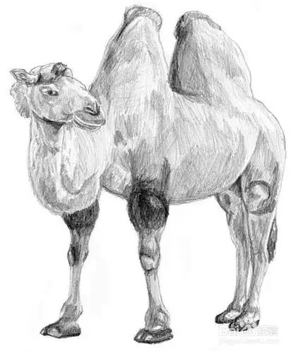 如何画一头骆驼