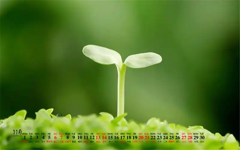 2021年11月清新护眼日历壁纸_清新护眼2021年11月日历壁纸_三千图片网