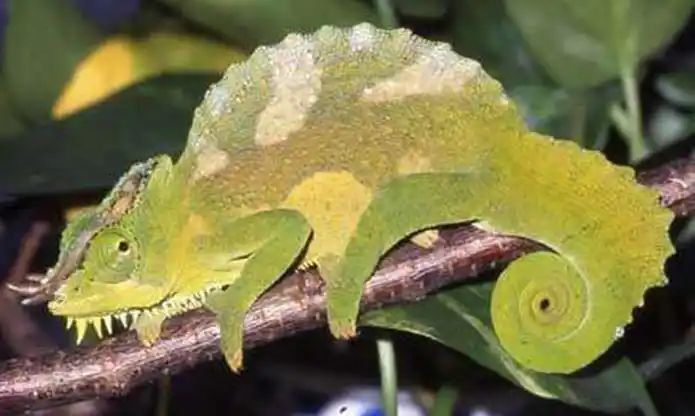 四角变色龙的背部有类似帆状的突起,沿着头部至胸部间的腹侧中间线上