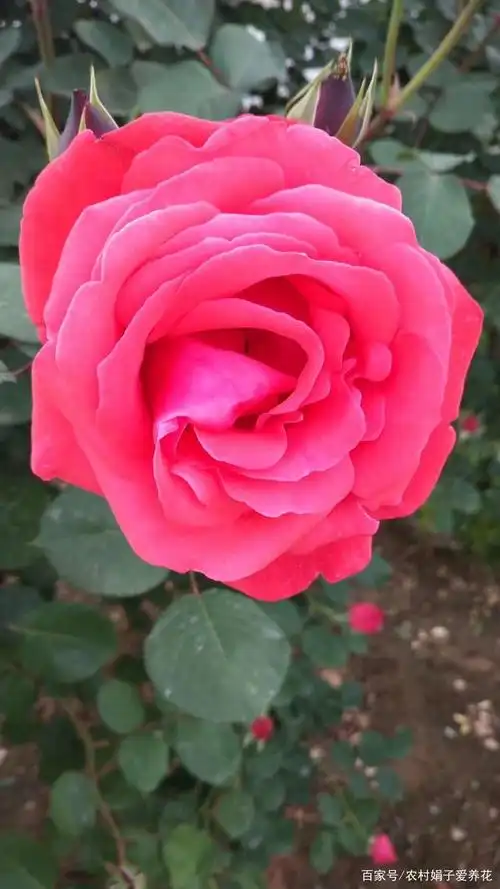 校园里的月季花开了,娟子接孩子放学时拍的图片,漂亮吗?