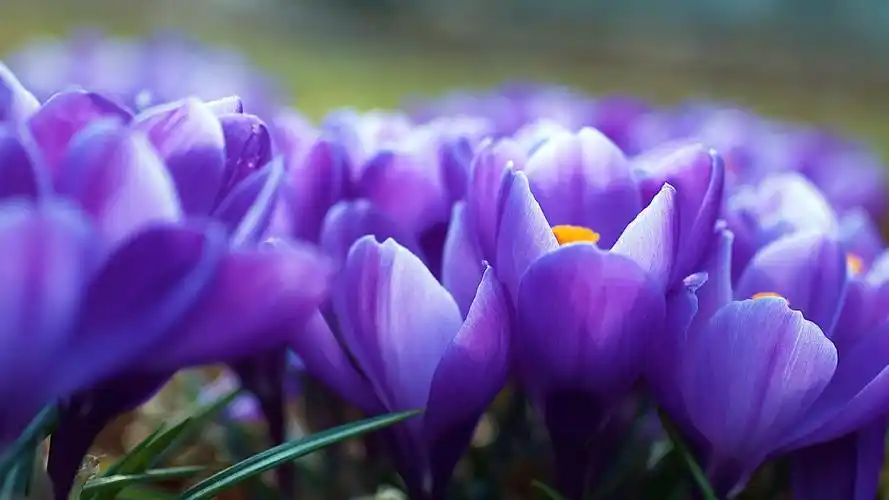 描述: 红花微距-花儿一样美丽 当前壁纸尺寸: 1920 x 1080