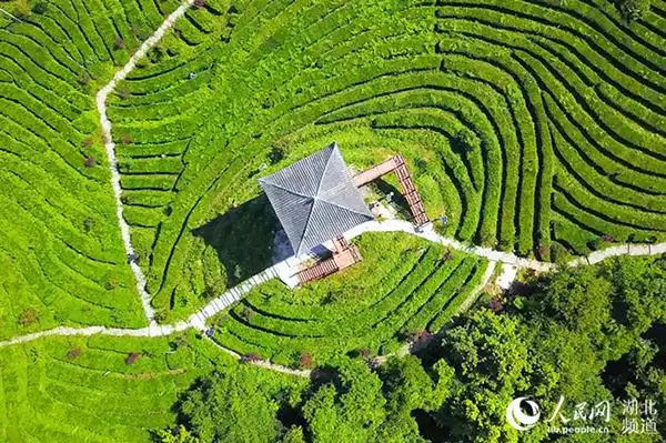 恩施市白杨坪镇洞下槽茶园