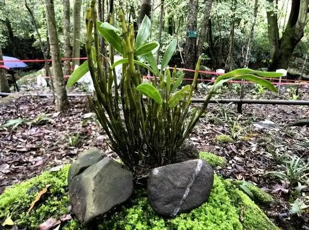 读图| 世界极危物种大黄花虾脊兰花开江西七地|兰科|植物|江西省_网易