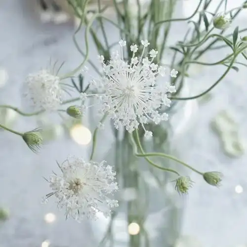 翠珠花期:5-6月市场流通规格:50cm-80cm花语:优雅的爱好,十分谦虚谨慎