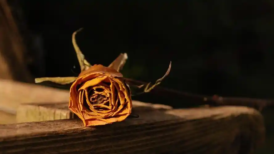 浪漫,玫瑰,伤感,意境,铭记这段殇壁纸