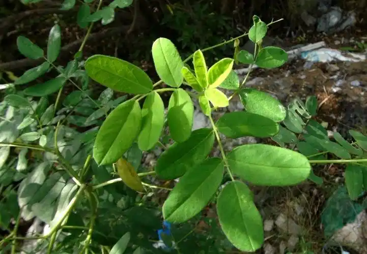 日月峡中草药苦参