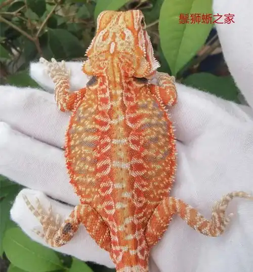 橙红鬃狮蜥多少钱一只