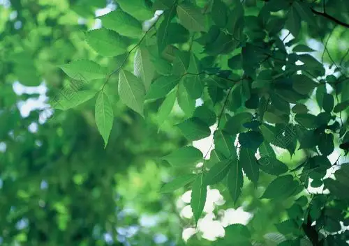 树木本植物植物叶子维管植物森林叶片弹簧树叶夏天经济增长分支环境