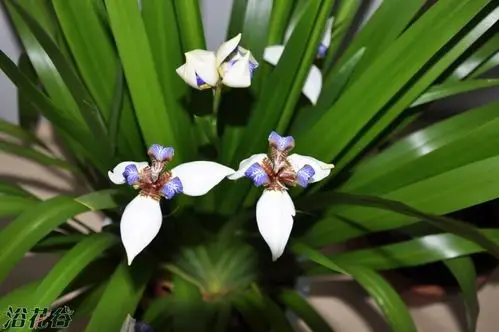 我种的玉蝴蝶 - 兰科植物 浴花谷论坛