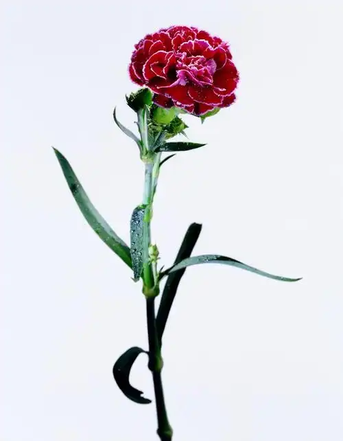 有没有类似的一枝花的图片?背景要简约的,花是竖放的,最好是粉色花