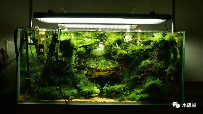 送给您的雷龙原生缸造景参考!