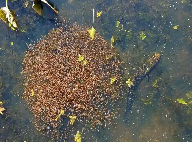 有些人认为,黑鱼产卵后视力会严重下降,看不见猎物,此时一部分幼鱼