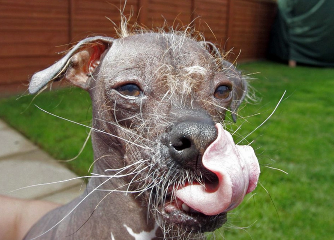 它们是动物界的搞笑演员,各种奇葩表情,笑的你停不下来!