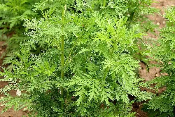 貌不惊人的黄花蒿,alice chodura   natalie schmalz cc by-sa 3.