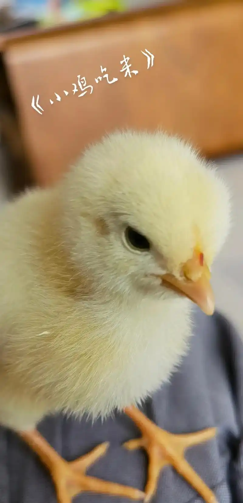 《小鸡94吃米》#小动物萌时刻 #外孙的小宠物  - 抖音