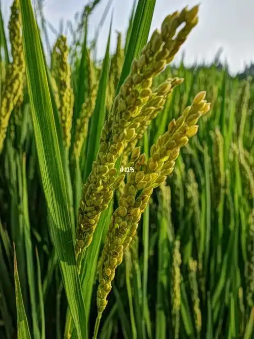 麦穗成熟了会低头