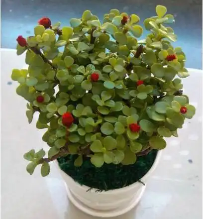 盆栽植物金枝玉叶开花吗?金枝玉叶开花图片欣赏-养花问答-种花卉