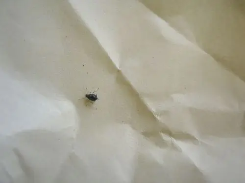 一种小虫子_百度知道