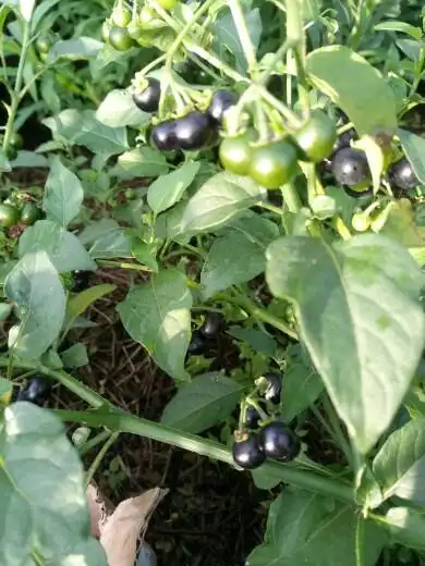 正品野生鲜龙葵果10克龙葵子籽干品黒天天茄子新鲜晒干 三件包邮