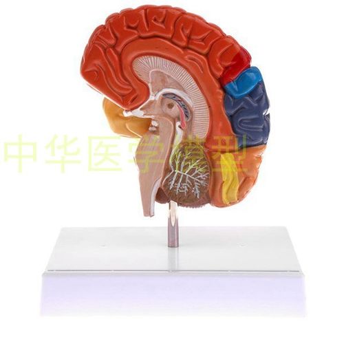 人体大脑解剖模型脑模型 脑功能区域色分模型人脑构造 脑结构 色分脑