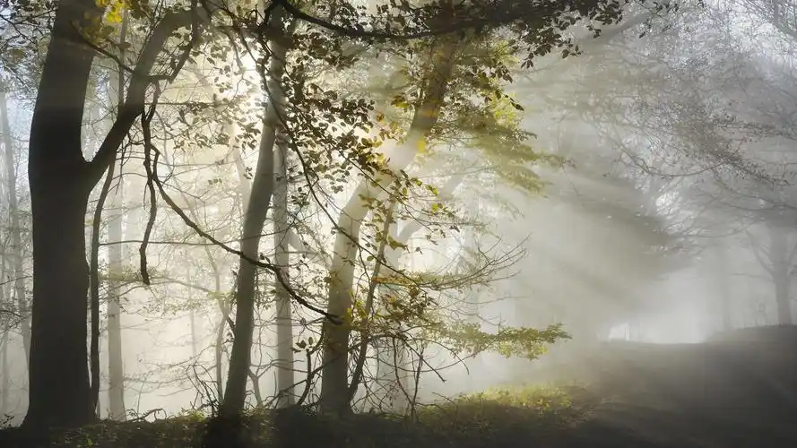 唯美森林洒落的阳光风景