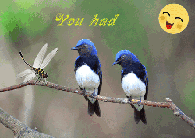 [艺术博览]会动的小鸟!