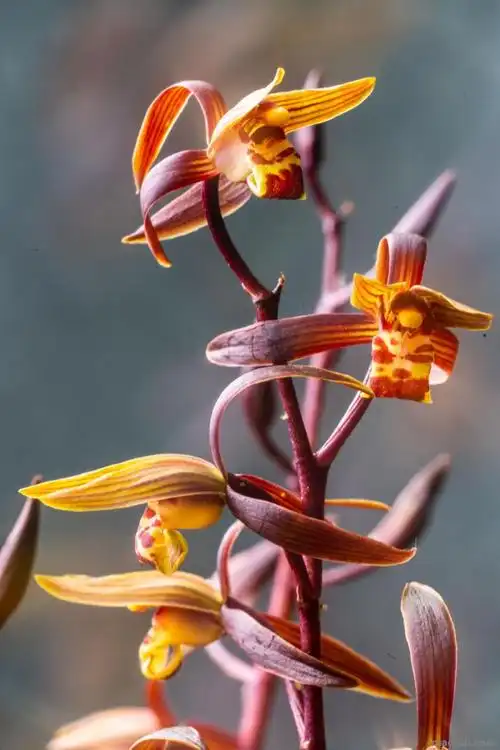 十大名贵兰花十大名贵兰花欣赏
