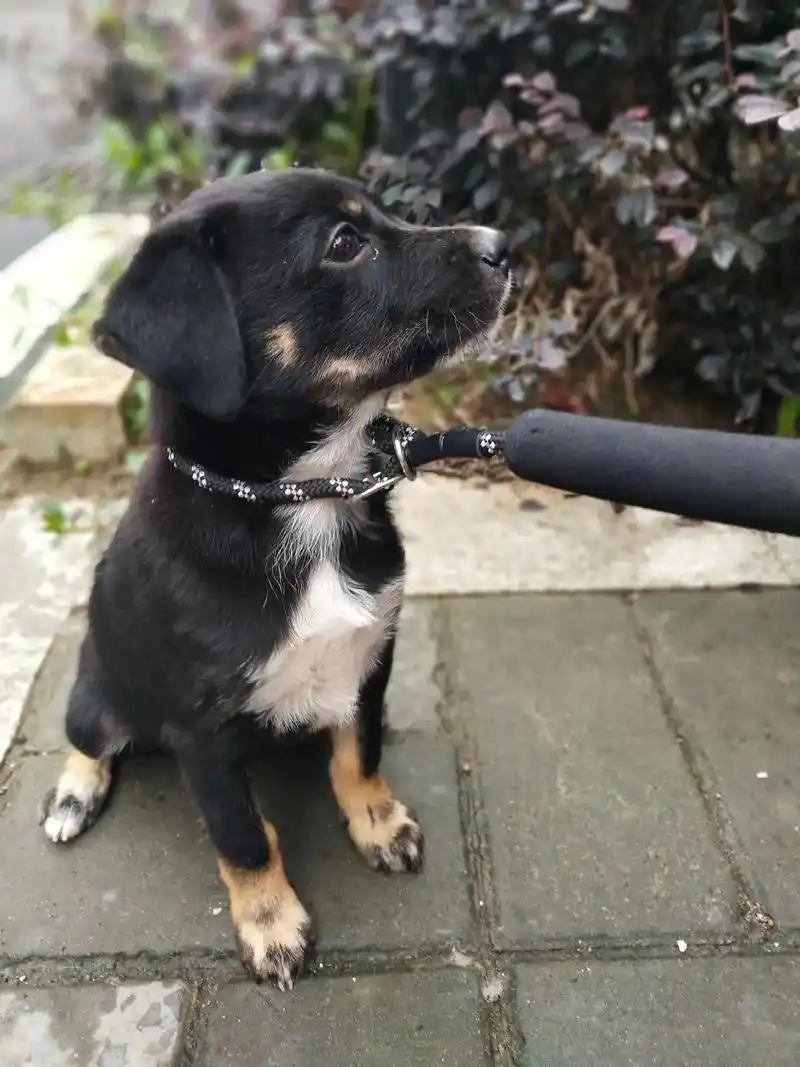 母犬.四眼铁包金找领养.母犬,目测三个月大 - 抖音