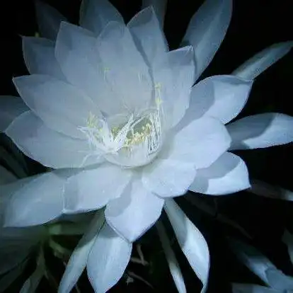 无尽昙花的头像