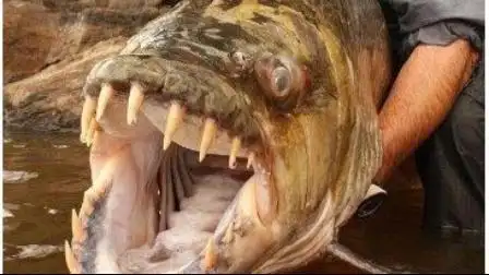 食人鱼 吃人的鱼  一分钟吃掉一头牛! 太不可思议