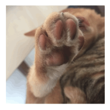 自己养的猫做的哪些表情包让你觉得最为惊艳?