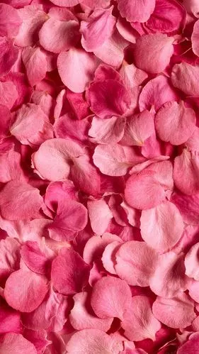 粉色花瓣h5背景