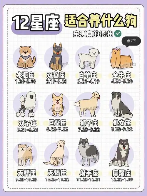 12星座适合养什么狗亲测超准