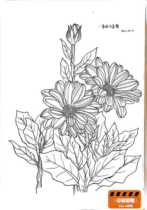 绘画  #手绘  #画画  #寻找小红书绘画大神  #画画的日常  #万寿菊