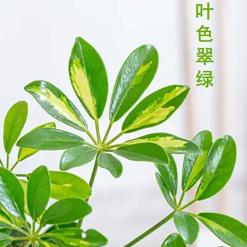 推荐黄金发财树培养植物室内绿植花卉盆栽好养绿植