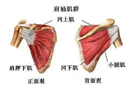 肩袖肌群,稳定肩关节非常重要的肌肉.