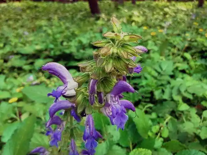 丹参图片 丹参野菜图片