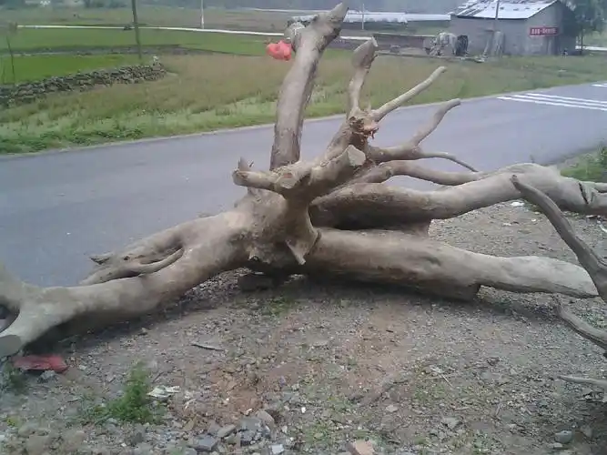 樟树根的功用主治