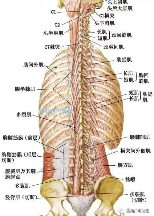 系统解剖详细背部相关肌肉高清彩图讲解