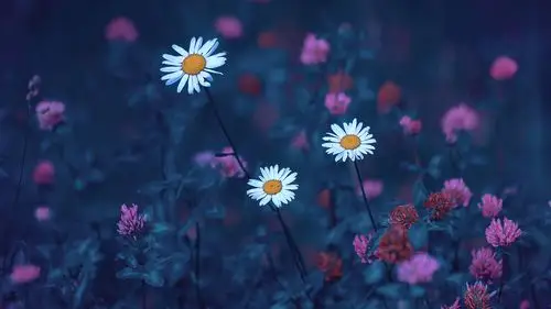 唯美雏菊摄影图片高清宽屏桌面壁纸