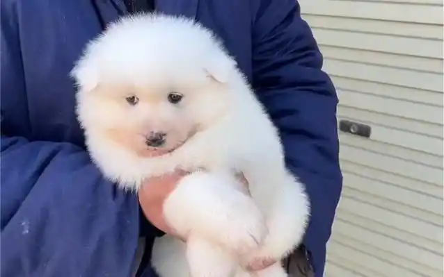 帮粉丝挑选精品熊版萨摩耶