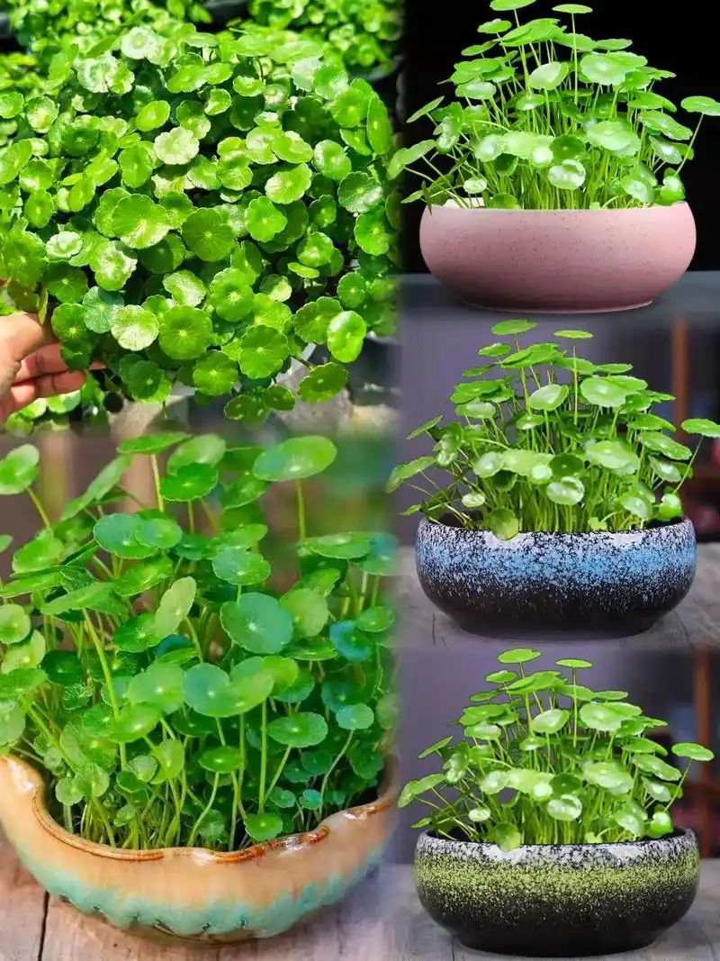 铜钱草叶片形似古代的金钱,摆放在家中寓意财源鼓鼓 - 抖音