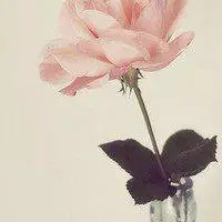 小清新微信头像集锦【点击鼠标右键下载】