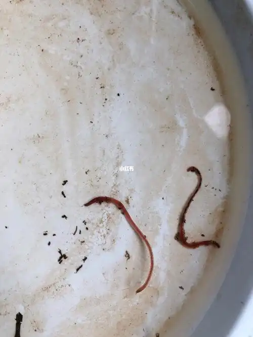 昨晚给幸福树浇水,今天早上发现盆底有两条虫子,看着像蚯蚓的幼虫,想