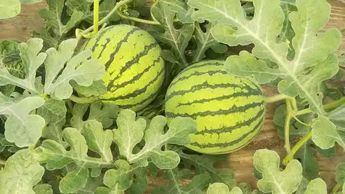 8424西瓜 6斤打底 8成熟 1茬 无籽