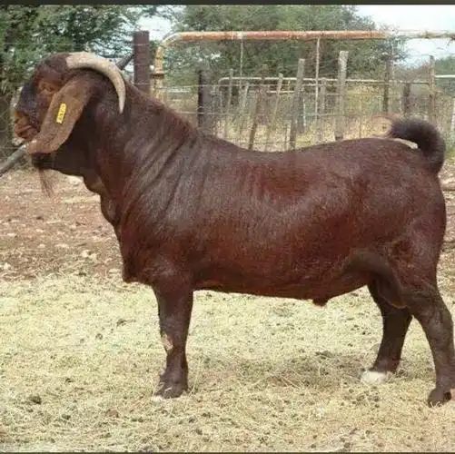 成年种羊波尔山羊养殖已售0￥50折后价￥50淘宝新品纯种努比亚黑山羊