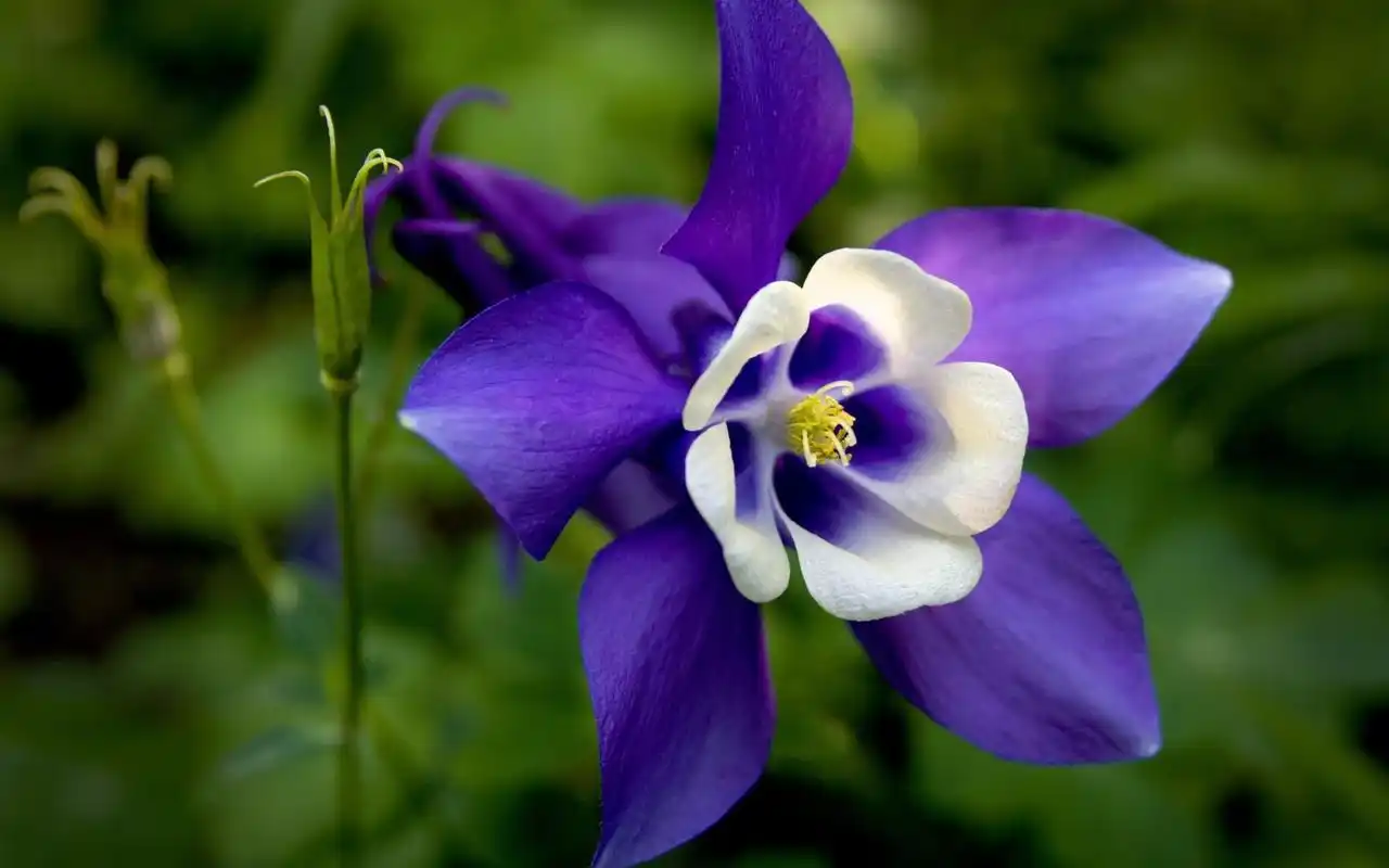 小清新猫爪花唯美高清桌面壁纸