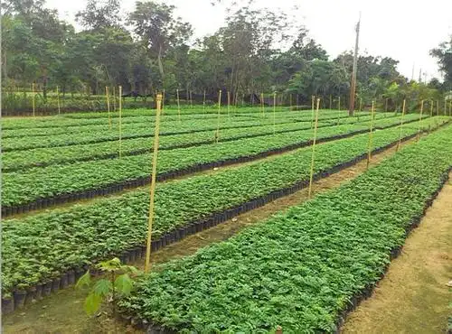 泗洪县界集镇檀氏绿化苗木种植基地占地1400亩