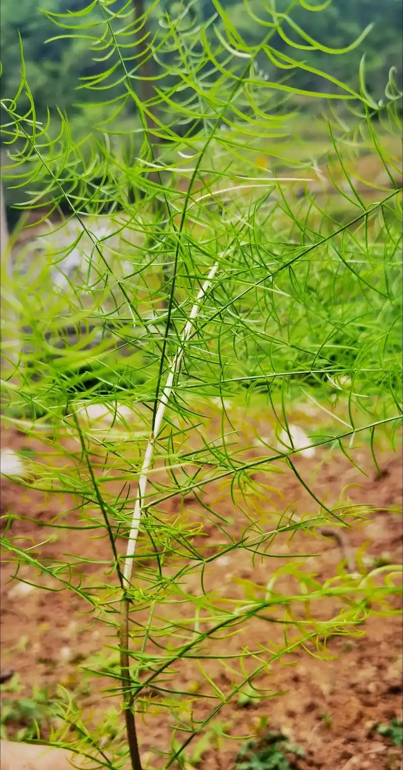 天门冬(asparagus cochinchinensis - 抖音