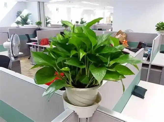 越来越多的办公一族喜欢在办公室里摆放植物,其实,在办公室里摆放植物
